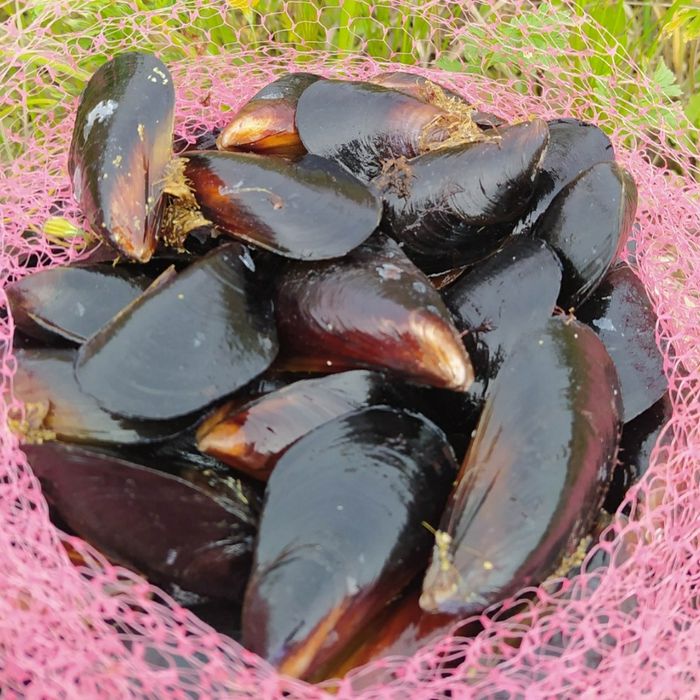 Морски деликатеси Мида, Рапан пресни