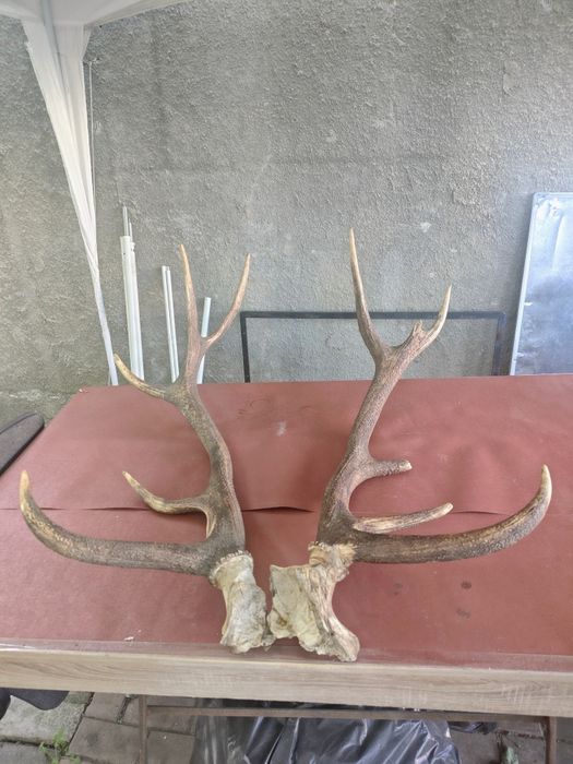 Coarne cerb carpatin