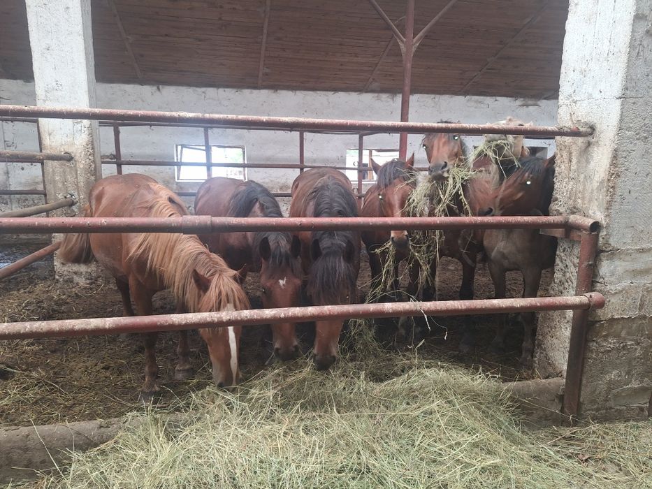 De vanzare 7 armăsari