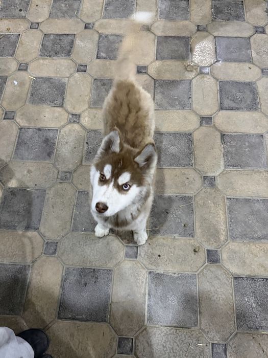 Продаю хаски в хорошие руки