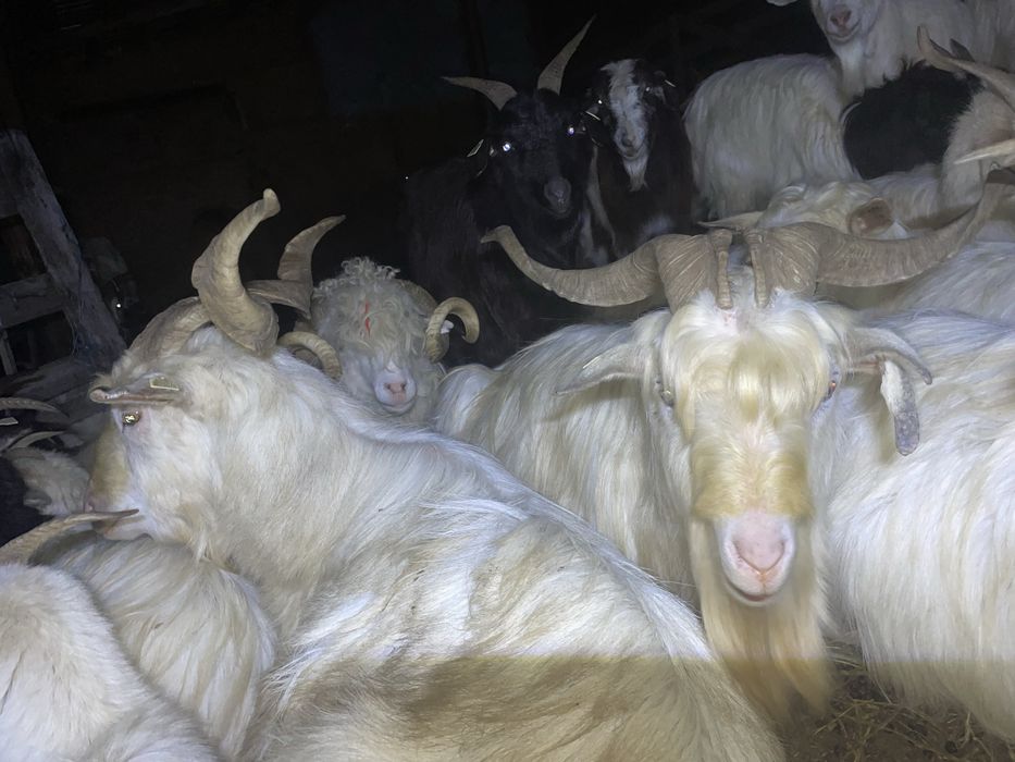 Disponibili țapi Carpatini