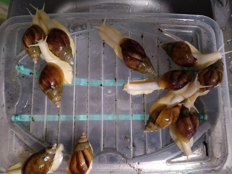 Продам улиток Ахатины