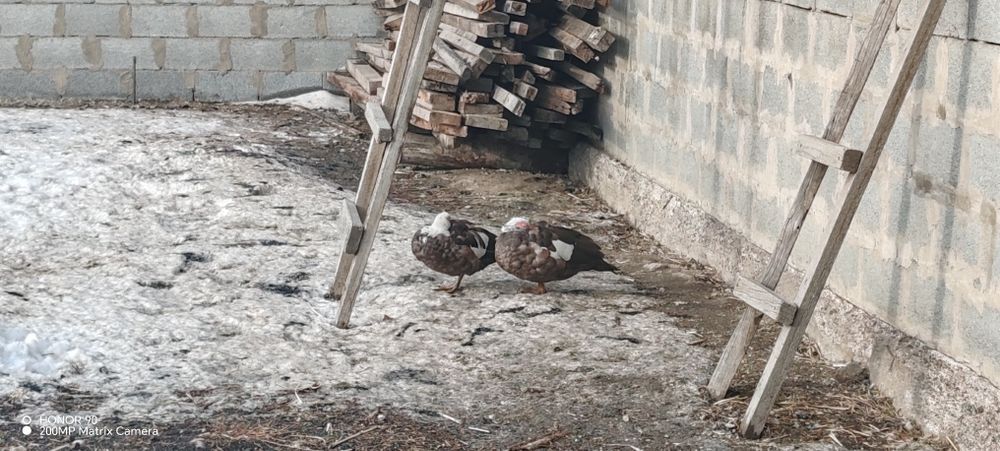 Продам домашних уток