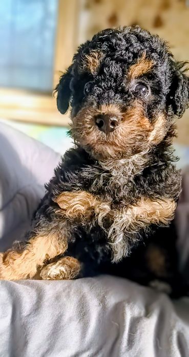 Продавам мини пудели