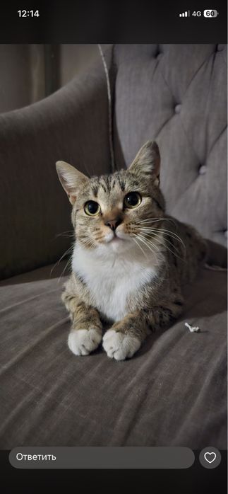 Отдам в добрые ручки!