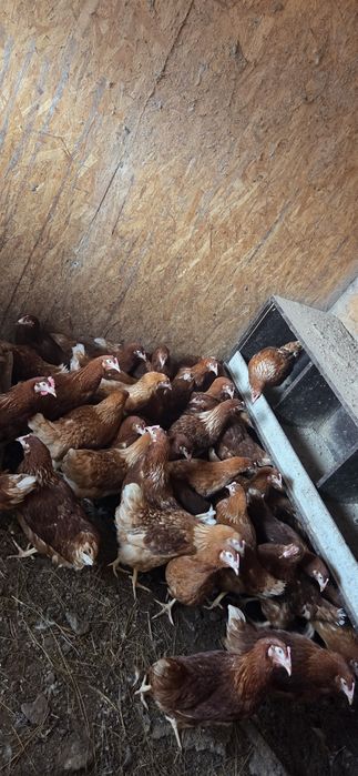 Куры ломан браун.