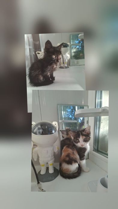 Котята 2-2,5 месяца