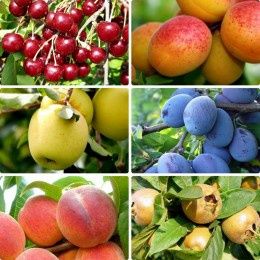 Pomi Fructiferi Clasici