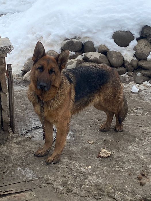 Прподаётся чистая овчарка