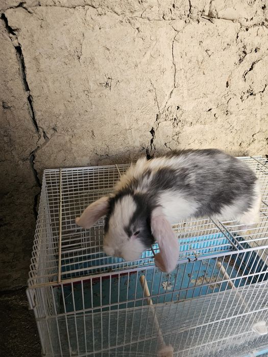 Француский баран