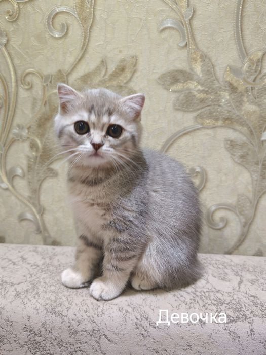 Шотландские котята