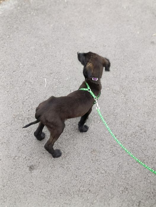 В добрые руки!!!