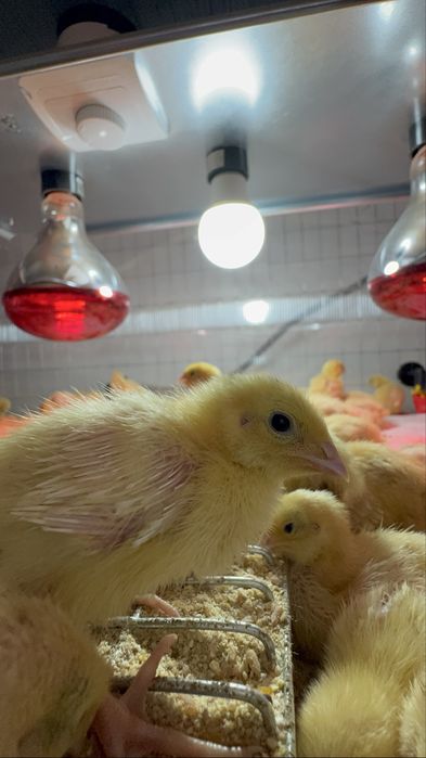 Vand pui de prepelita