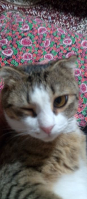 Uy mushiklari ona bolla