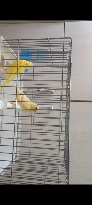 Сотилади кушлар 5 та мода