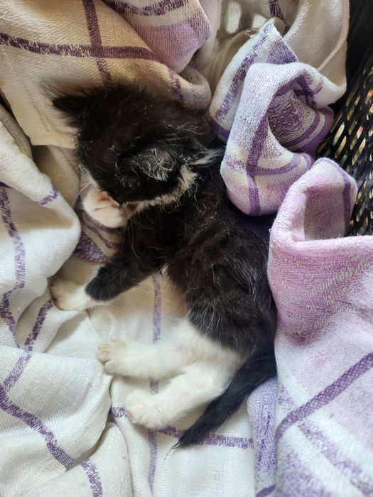 Котята ищут себе дом
