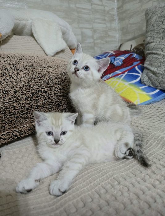 Шотландские котята (родители с самары)