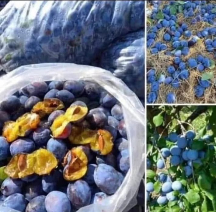 Vând prune de țuică