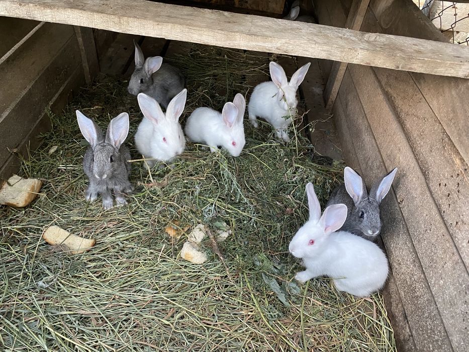 продам крольчат месячные и двухмесячные