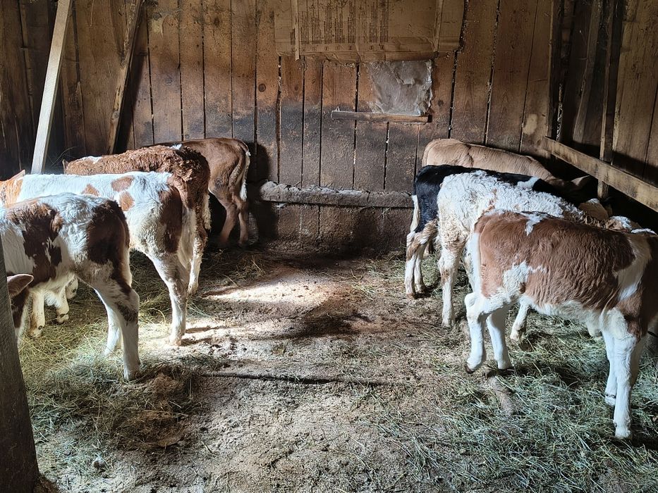 Viței de vînzare bălțați românești frumoși