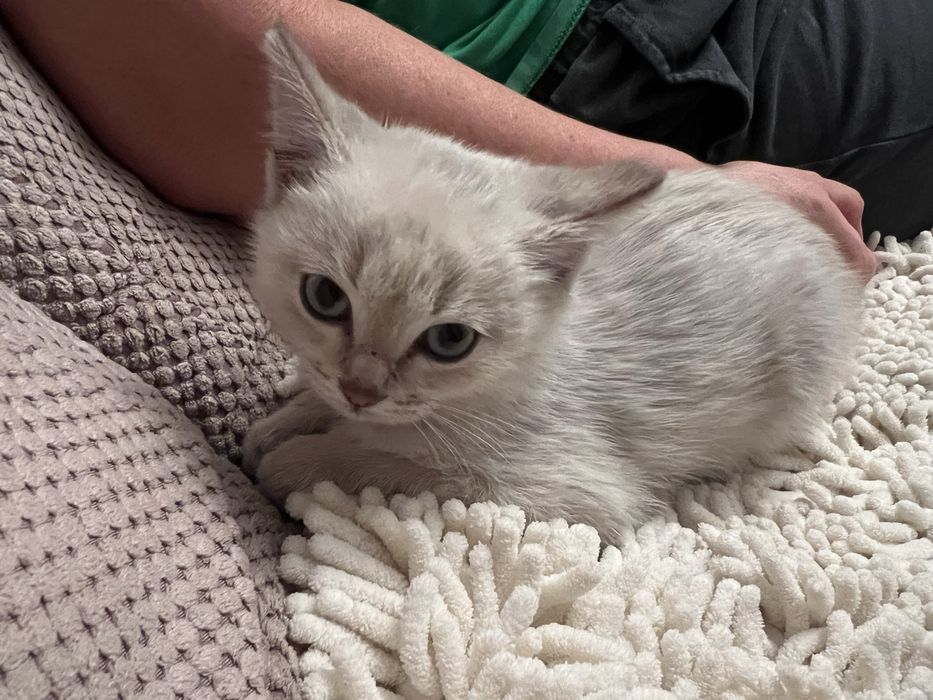Котята и кошечка молодая