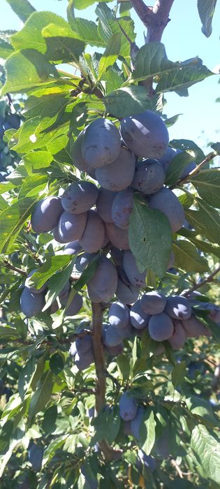Vindem prune pentru țuică sau consum în cantități mari