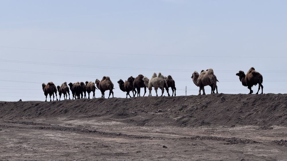 Түие сатылады 8 бас