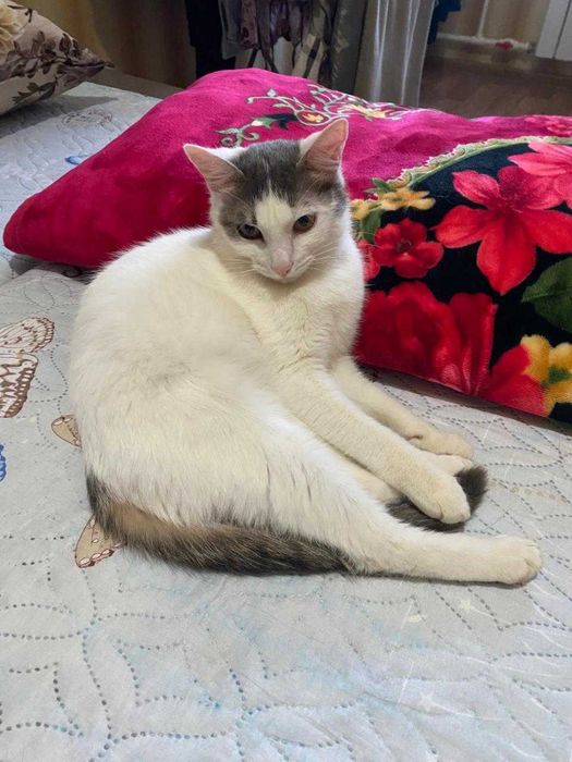 Отдадим котенка в добрые руки