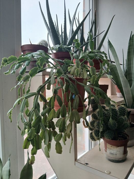 Продам комнатные цветы