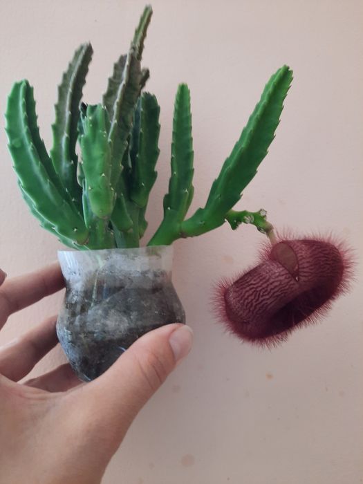 Цветок  красивый