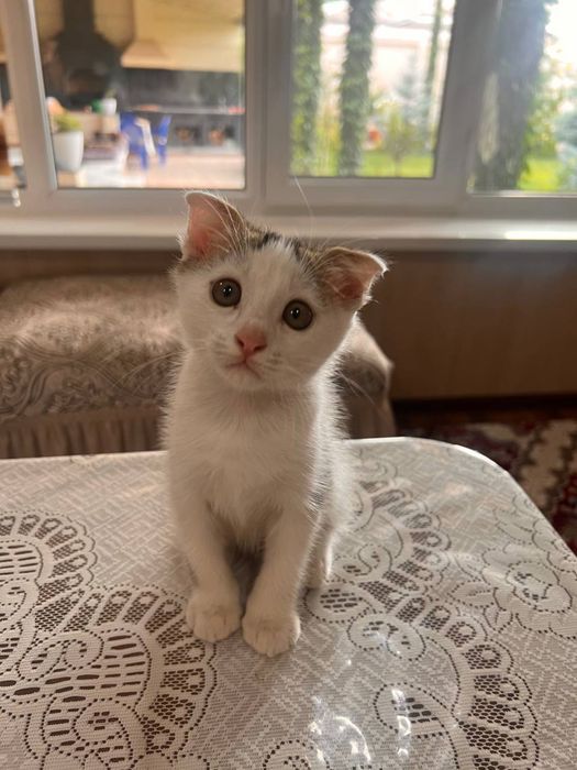 Котенок 2 месячный