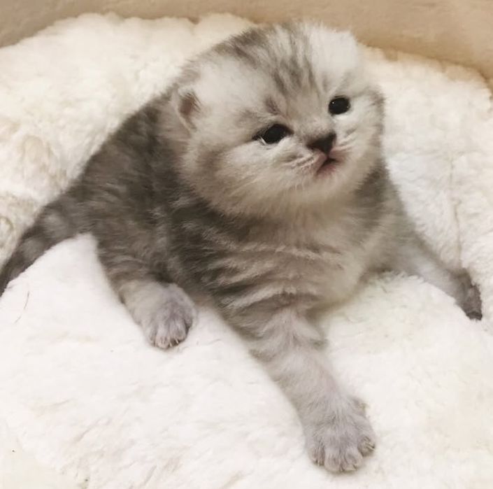 Вислоухие котята