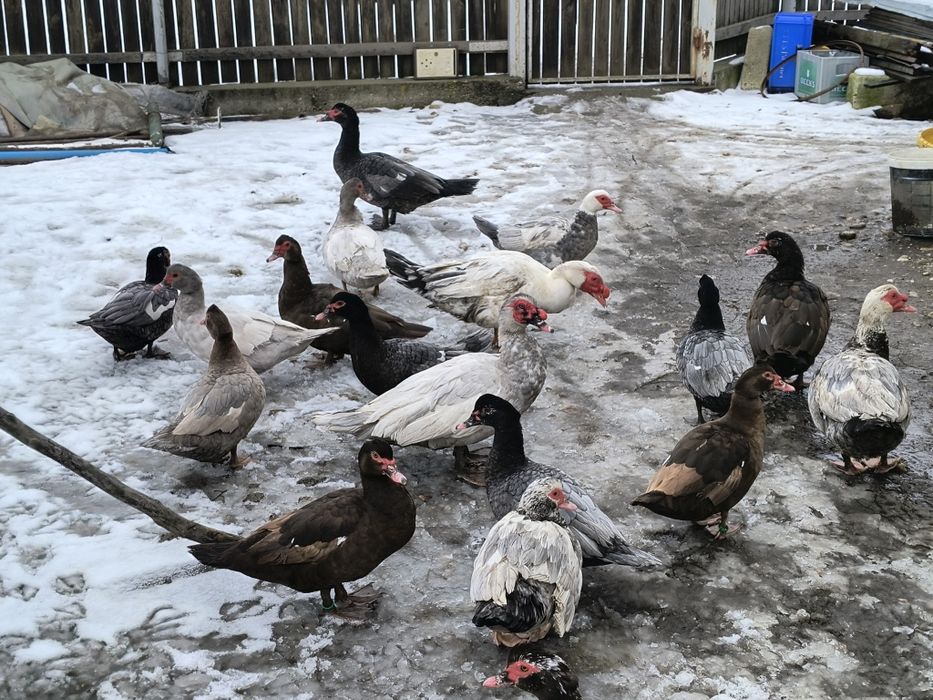 Vând oua incubat rațe românești cu moț și Leșești