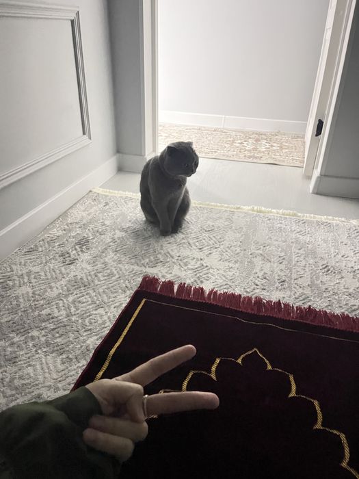 Продам кошку. Только в хорошие руки