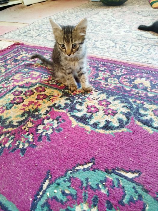 Отдам котят хорошие руки