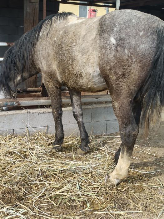 Жылқы сатылады бордақы