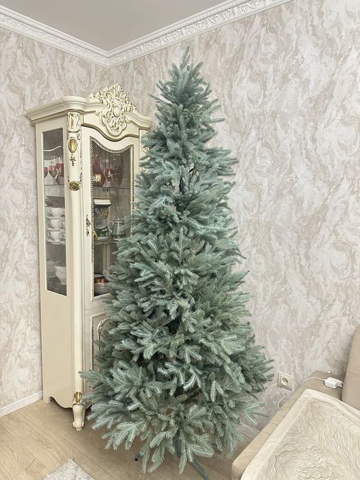 Голубая Ель шикарная
