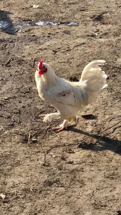 Vând găini si cocoșei pitici