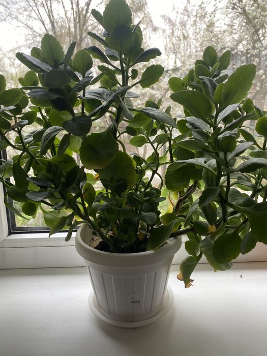 Каланхое домашние цветы