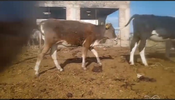 Продам       телку