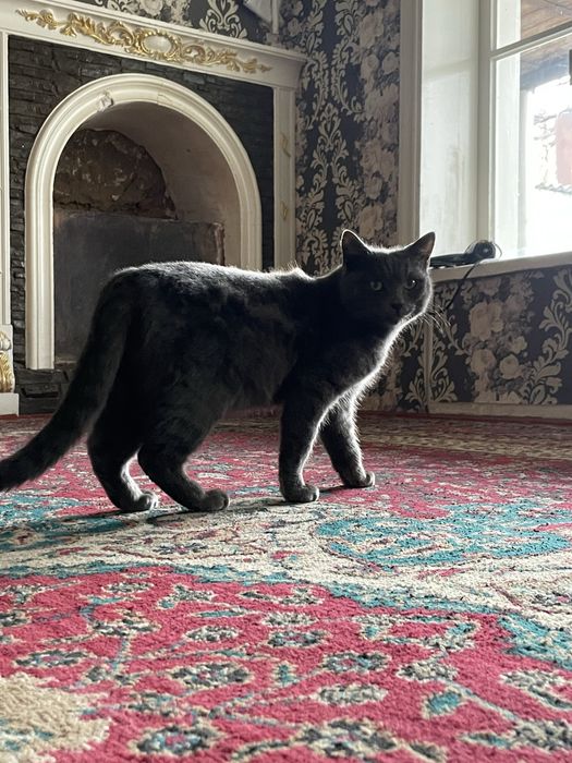 Кошка, мушук