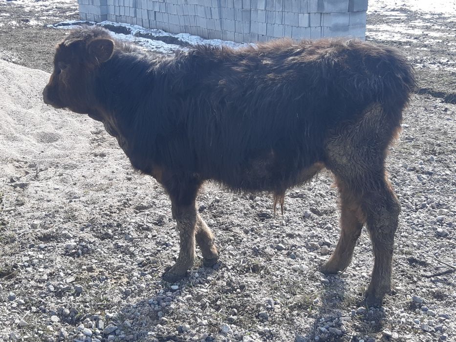 Продам быков 1г - 9мес