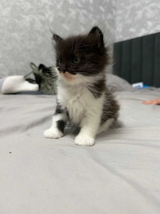 котята от Мамы  кошки