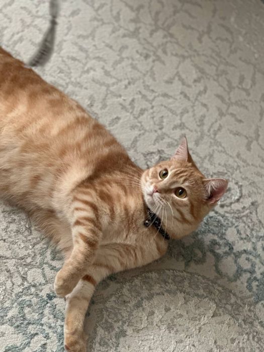 Кот по кличке Рыжик