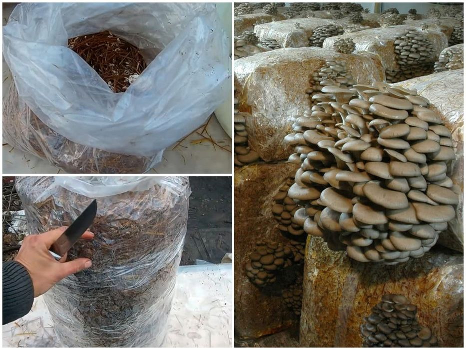 Грибы Вешенки. Продаетсья грибы Вешенки!