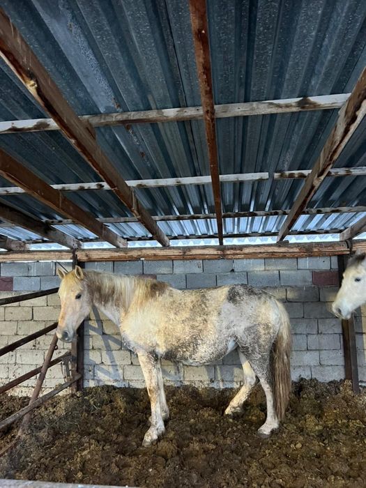 Бие сатылады саудасы болады