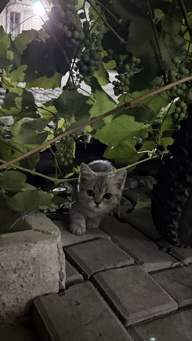 2 котенка шотландских вислоухих