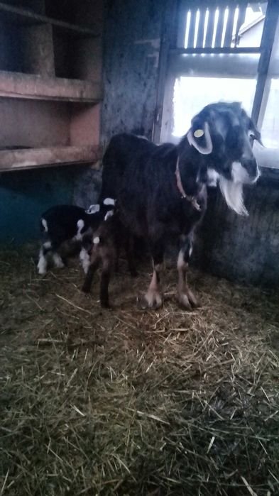 Тазгодишни ярета и бременни кози