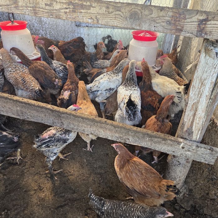 Pui de casa de vanzare