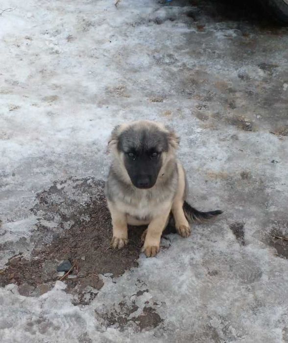 Счастье в дом:  маленькое сердце ищет большую любовь